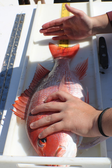 A red snapper on its side on a measuring board. A person holds its head with one hand and measures the fish's length with the other hand.